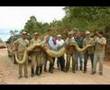 Big-Reptiles