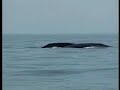 Sakhalin: Extraction or Extinction - Russia