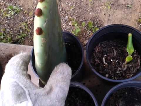 how to replant prickly pear cactus