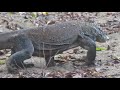 Click here to watch this video Wild Komodo Dragon Walking Through Forest on Rinca Island, Indonesia