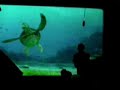 Turtle Talk With Crush (Epcot) pt 1