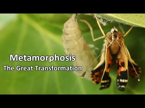 Metamorphosis - The Great Transformation
