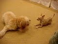 Mika & Latte dogs 2 Mika & Latte dogs 2