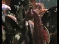 Short-snouted seahorse (Hippocampus hippocampus)