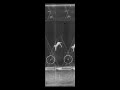 MAREY films (XVIIIb) animals rabbits