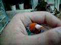 videos de Head Twirling Gouldian 1