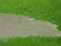 Mill Run Flooding