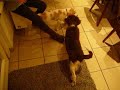 Sally und Nuki beim spielen