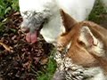 Mud Bath - Hokkaido Inu and Syberian Husky