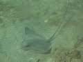 Bat Ray - Juvenile feeding and swimming Bat Ray - Juvenile feeding and swimming