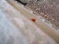 lady bug sex