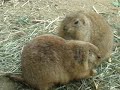 Prarie Dogs