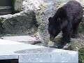 Kung-Fu Ours dans la vrai vie 