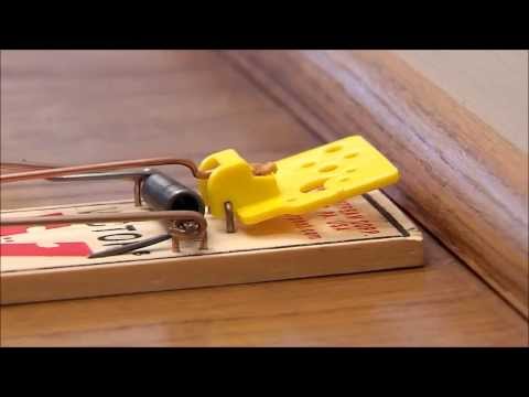 how to set a mousetrap