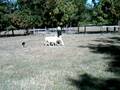 videos de Fli Border Collie Herding Sheep