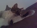 Cat sleeping