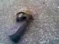 turtle and shoe turtle and shoe