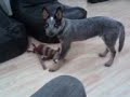 Blue heeler attack.3gp