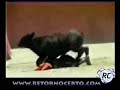 Acidente TOURINHO e.. Anã... A NÃO!!! Acidente TOURINHO e.. Anã... A NÃO!!!