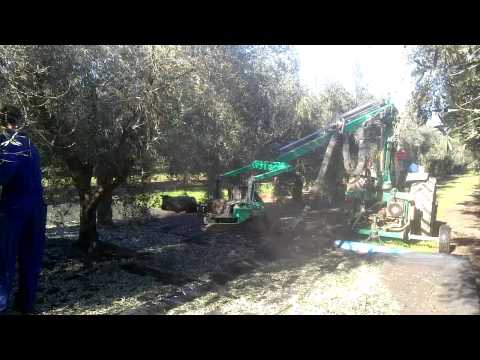 how to harvest olives in spain