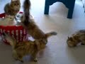 4/7/08 Kittens in Laundry Basket 4/7/08 Kittens in Laundry Basket