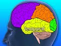 Resective Surgery for the Treatment of Epilepsy (Health Guru
