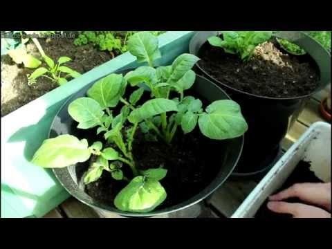 Kartoffeln auf dem Balkon anbauen