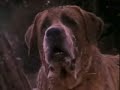 Cujo Cujo
