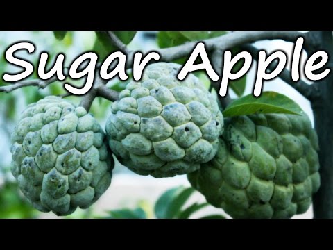 Growing Sugar Apple (Soursop) in a Container - Terrace Garden