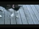 Boxer versus SunFish