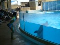  / Dolphin ShowKizuna (Part 3) --  / Enoshima Aquarium