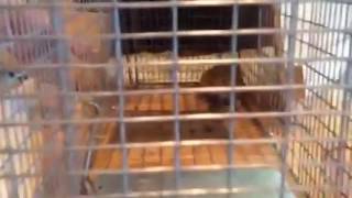 Trapper Chance adds a Pack Rat to the list of nuisance animals caught at a Lake Ozark customers home