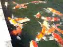 THESE ARE MY KIDS. KEEP IN A 12X24X6=10000 GALLONS W/1000 GALLONS WATERFALL. BREEDER ARE SAKAI, DIANICHI, AND OGATA.