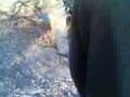 videos de Coborare finete iepuras 4x4 rasnov 2008