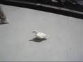 神戸花鳥園コールダックのルック