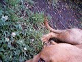 My Doggie