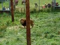 Jumping Lion