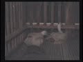 Rats eat Duck Rats eat Duck