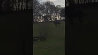 Hilary & Rocky - XC Training