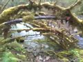 Split Falls Video