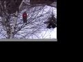 Simon Jenks Park Skiing in Les 2 Alpes