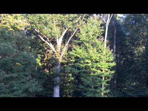 how to fasten a swing to a tree