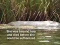 Manatee Casualty II