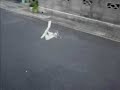 Micro Autogyro (Takeoff and Landing) Micro Autogyro (Takeoff and Landing)