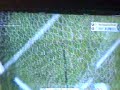 Pes 6.