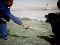 rotweiler en proteccion