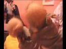 Abortos Dancing Team