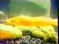 Hermeto e Grupo - Ballad For a Blind Albino Catfish