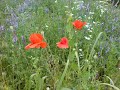 Vals pentru o Floare