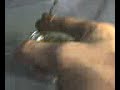 loudsound_S_polymorpha_handle_and_bite.3gp